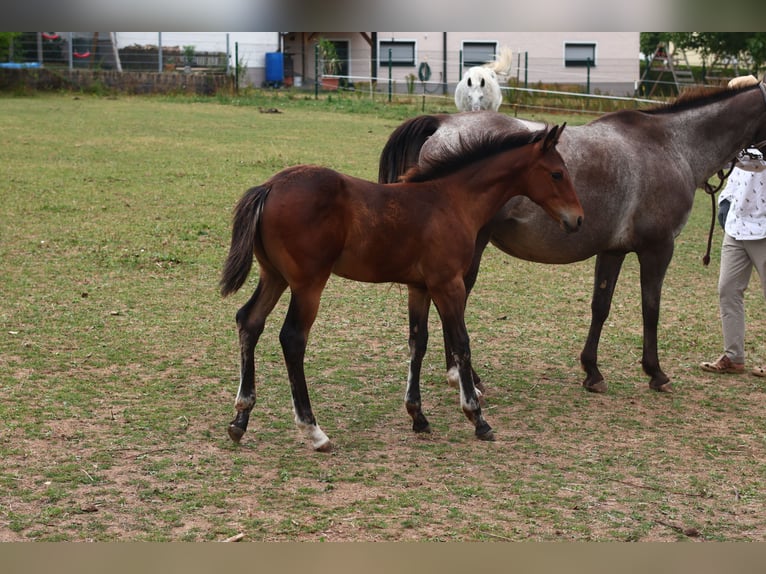 Appaloosa Semental  155 cm Castaño in Pappenheim / OT Osterdorf