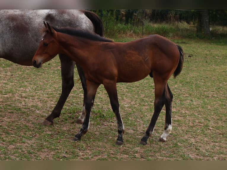 Appaloosa Semental  155 cm Castaño in Pappenheim / OT Osterdorf
