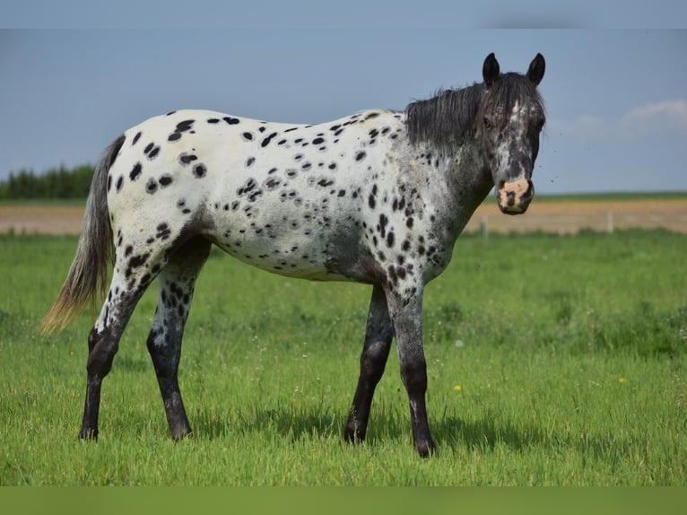 Appaloosa Semental Potro (02/2026) 155 cm Negro in Skalice