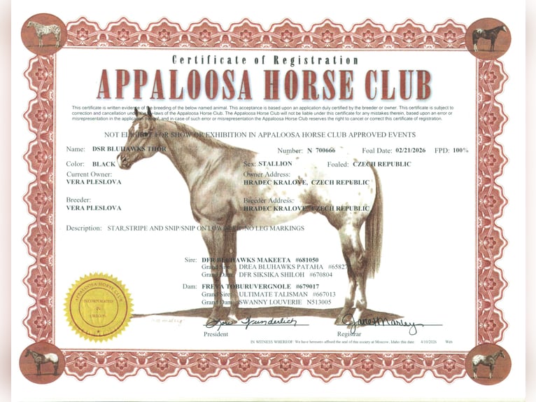 Appaloosa Semental Potro (02/2026) 155 cm Negro in Skalice
