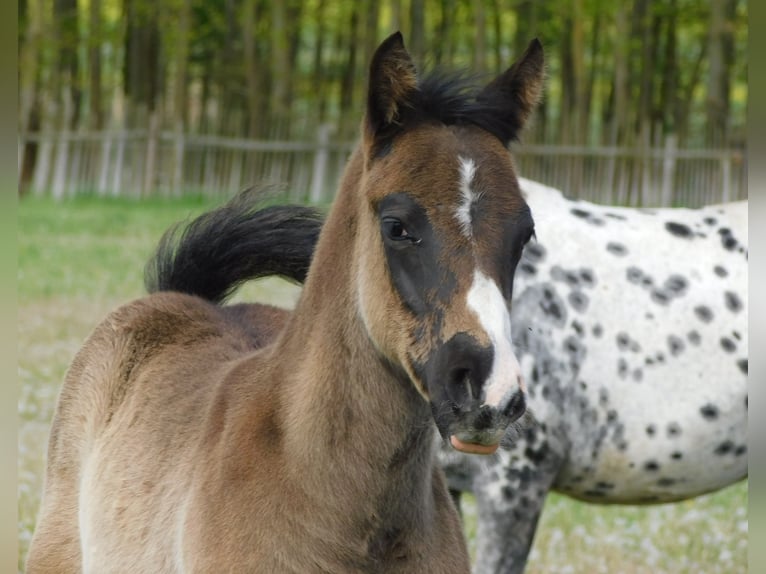 Appaloosa Semental Potro (02/2026) 155 cm Negro in Skalice
