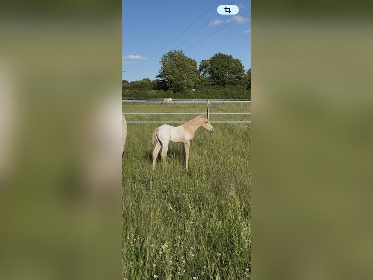 Appaloosa Semental Potro (05/2026) 155 cm Palomino in Nördlingen