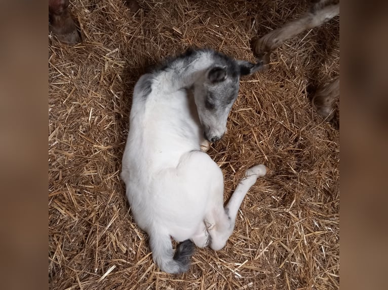 Appaloosa Semental  155 cm White/Blanco in Stašov