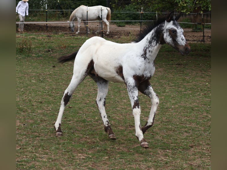 Appaloosa Semental  155 cm White/Blanco in Pappenheim/ OT Osterdorf