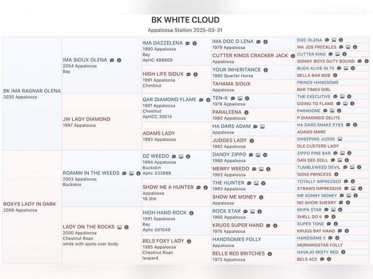 Appaloosa Semental Potro (04/2025) 155 cm White/Blanco in Pappenheim/ OT Osterdorf Appaloosa Semental Potro (04/2025) 155 cm White/Blanco in Pappenheim/ OT Osterdorf
