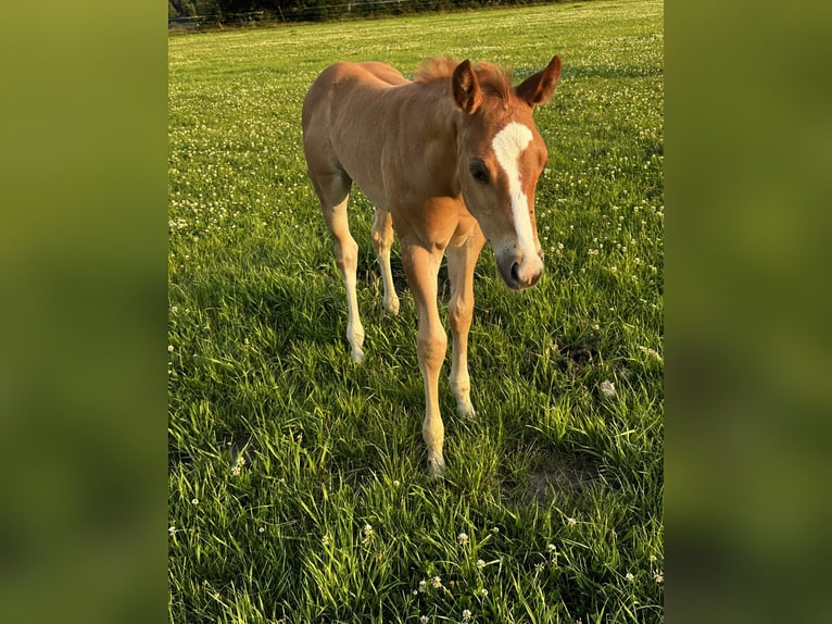 Appaloosa Semental Potro (06/2025) 160 cm Ruano alazán in Gro&#xDF; Ippener