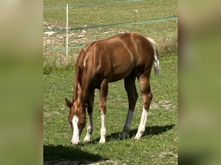 Appaloosa Semental Potro (04/2024) Alazán in Bruchhausen-Vilsen