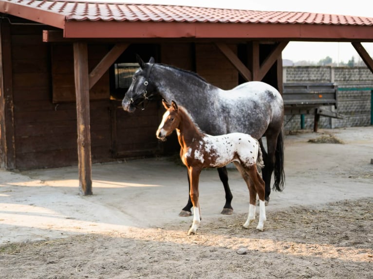 Appaloosa Mestizo Semental Potro (01/2026)  in Sierczynek