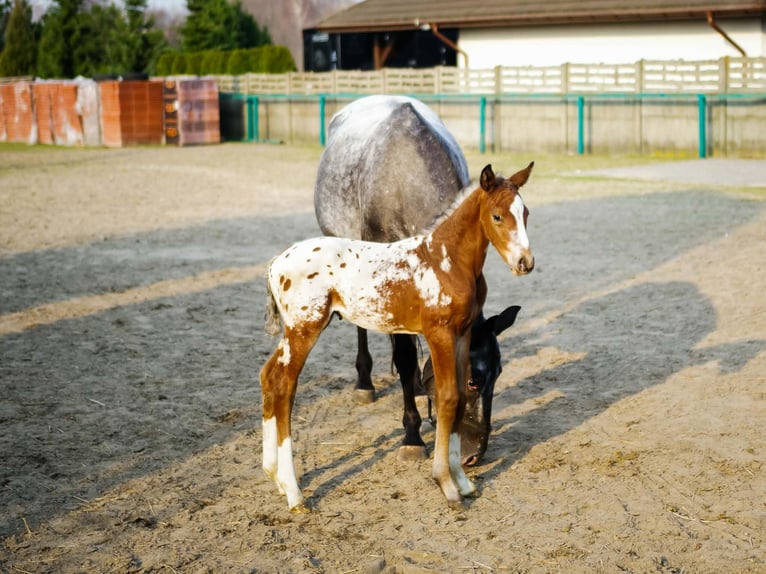 Appaloosa Mestizo Semental Potro (01/2026)  in Sierczynek