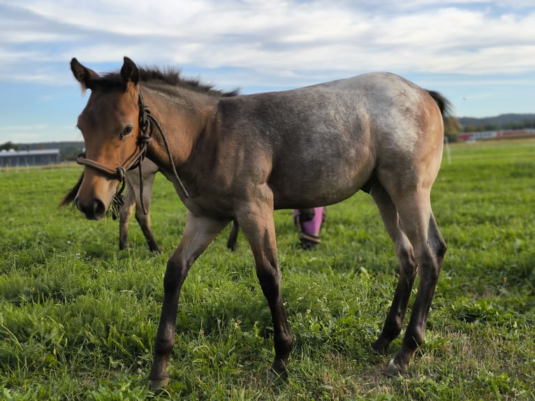Appaloosa Semental Potro (05/2026) Ruano azulado in Fehring Steiermark