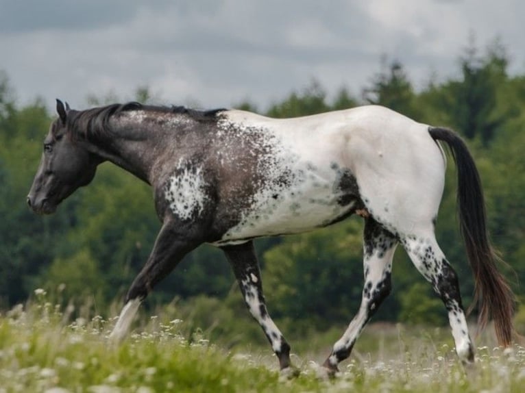 Appaloosa Semental in Brno