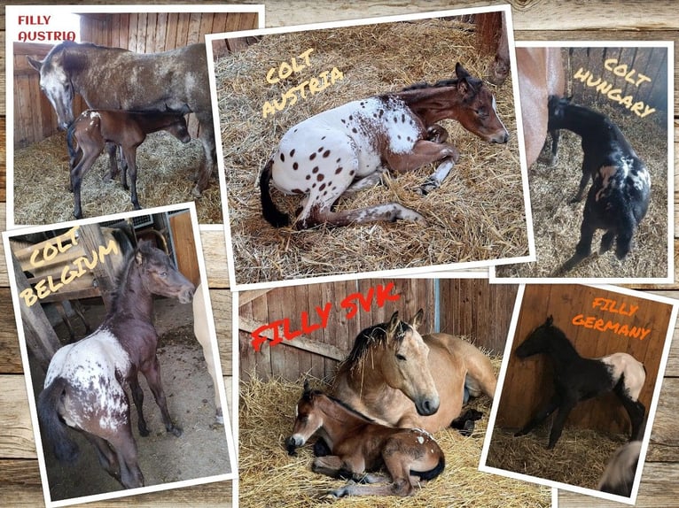 Appaloosa Semental in Brno