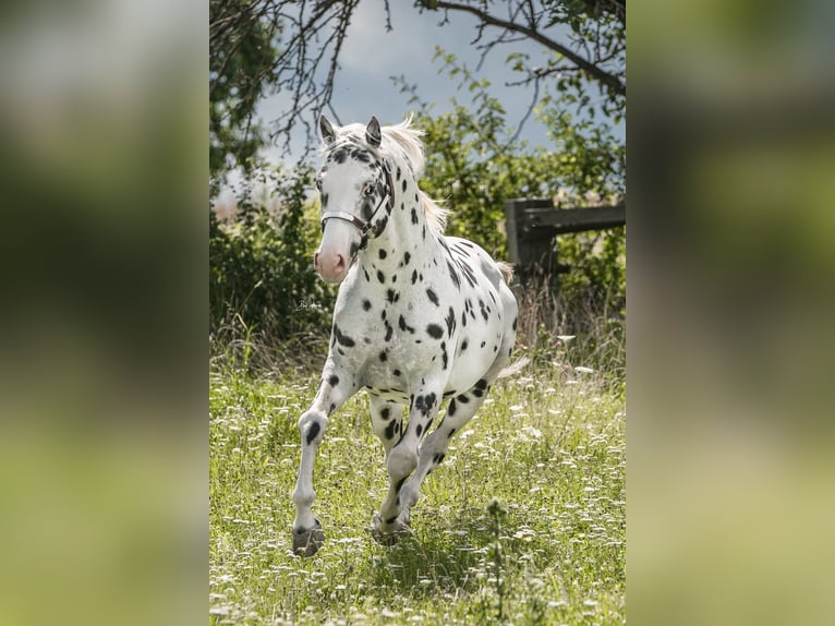 Appaloosa Semental in Brno