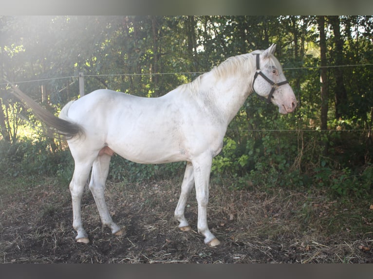 Appaloosa Stallion 14 years 15,1 hh Brown in Gnarrenburg