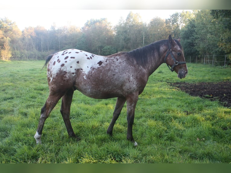 Appaloosa Stallion 14 years 15,1 hh Brown in Gnarrenburg