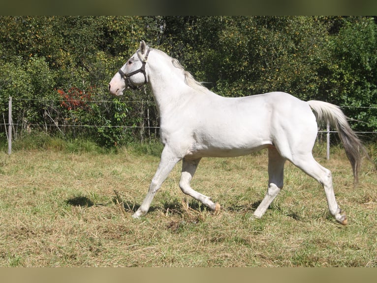 Appaloosa Stallion 14 years 15,1 hh Brown in Gnarrenburg