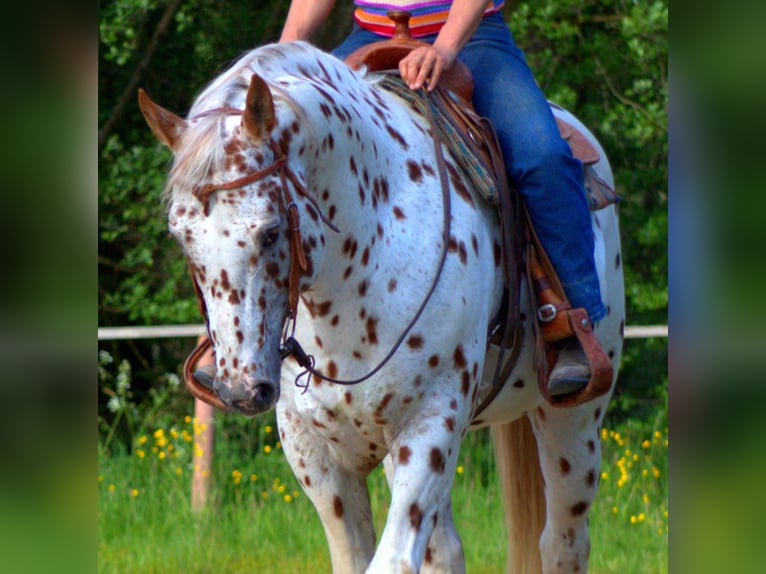 Appaloosa Stallion 14 years 16 hh Leopard-Piebald in Kirtorf