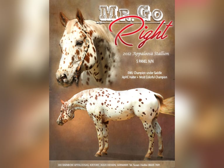Appaloosa Stallion 14 years 16 hh Leopard-Piebald in Kirtorf