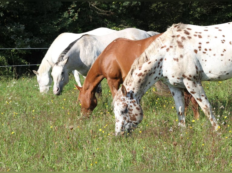 Appaloosa Stallion 14 years 16 hh Leopard-Piebald in Kirtorf