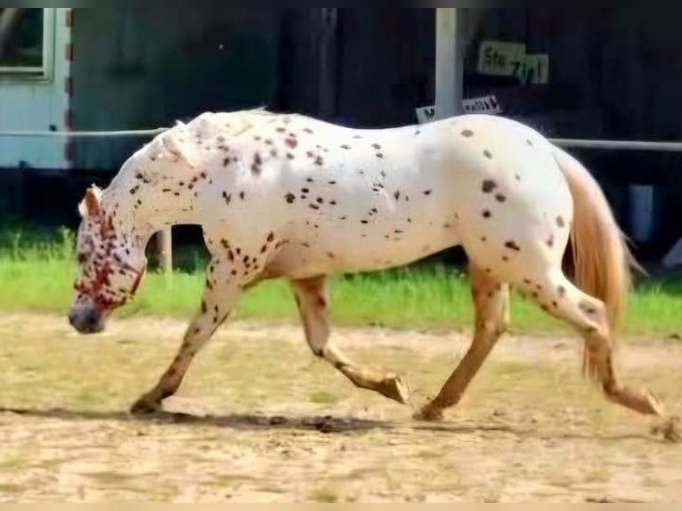 Appaloosa Stallion 14 years 16 hh Leopard-Piebald in Kirtorf