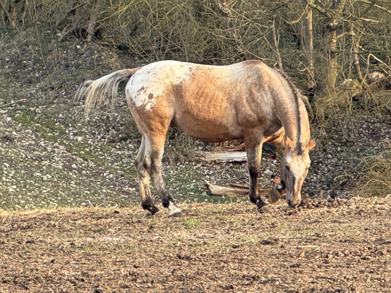 Appaloosa Stallion 15 years 16 hh Roan-Red in Kaltohmfeld
