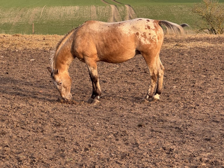 Appaloosa Stallion 15 years 16 hh Roan-Red in Kaltohmfeld