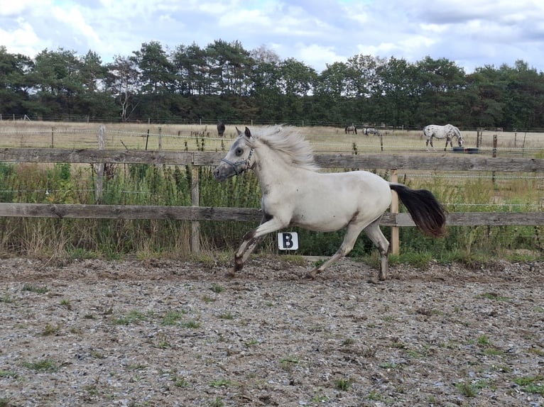 Appaloosa Stallion 1 year 11.1 hh  in Elspeet