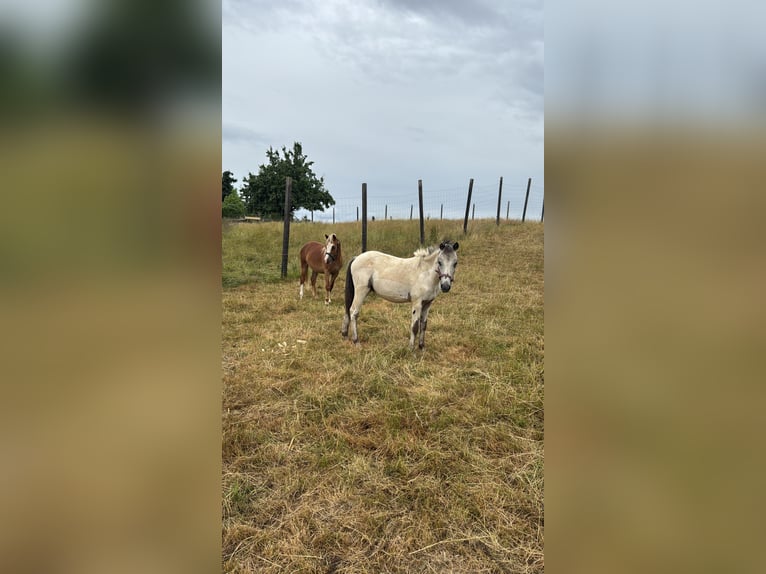 Appaloosa Stallion 1 year 11,1 hh Leopard-Piebald in Kalefeld