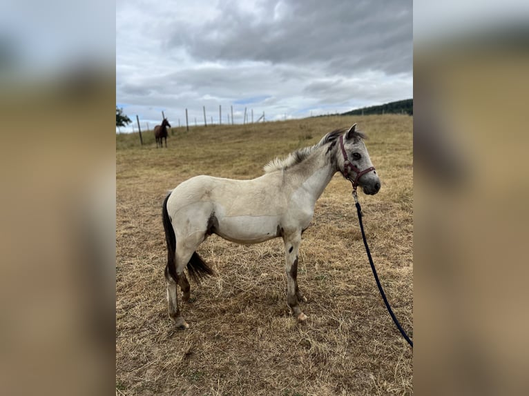 Appaloosa Stallion 1 year 11,1 hh Leopard-Piebald in Kalefeld