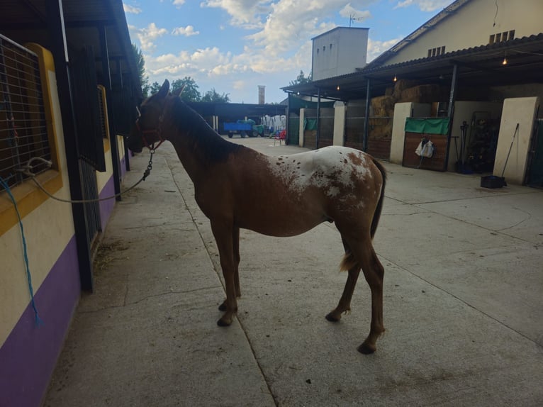Appaloosa Mix Stallion 1 year 14.1 hh Leopard-Piebald in Hervededo