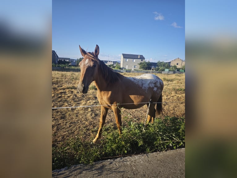 Appaloosa Mix Stallion 1 year 14.1 hh Leopard-Piebald in Hervededo