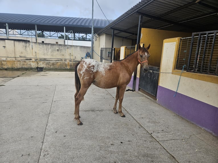 Appaloosa Mix Stallion 1 year 14.1 hh Leopard-Piebald in Hervededo