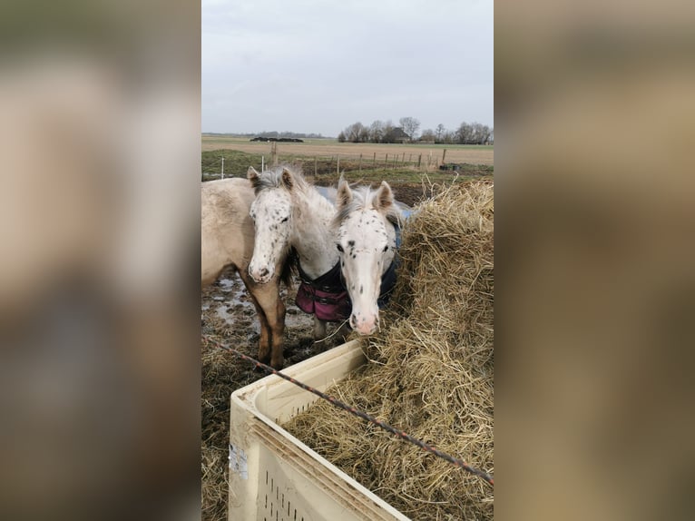 Appaloosa Stallion 1 year 14,2 hh Leopard-Piebald in Egmond-Binnen