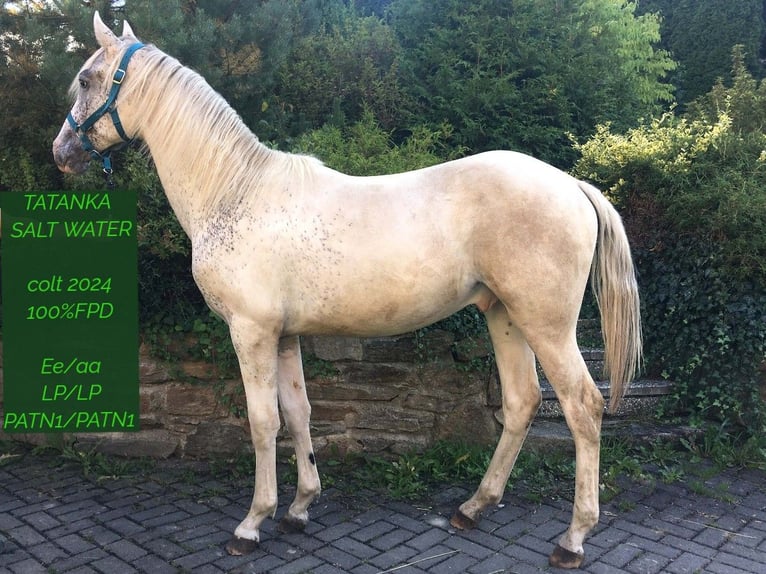 Appaloosa Stallion 1 year 14,1 hh in Brno
