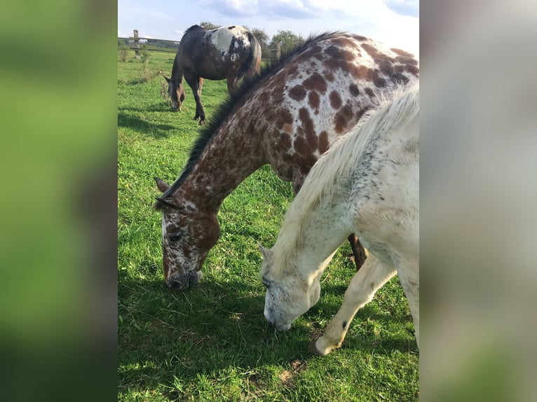 Appaloosa Stallion 1 year 14,1 hh in Brno