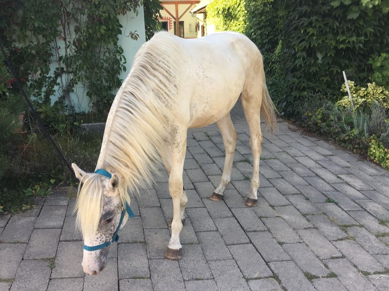 Appaloosa Stallion 1 year 14,1 hh in Brno