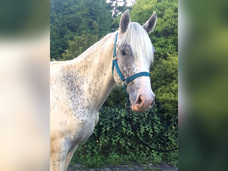 Appaloosa Stallion 1 year 14,1 hh in Brno