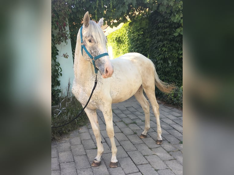 Appaloosa Stallion 1 year 14,1 hh in Brno