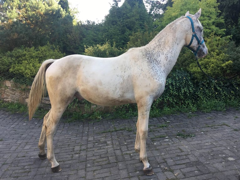 Appaloosa Stallion 1 year 14,1 hh in Brno