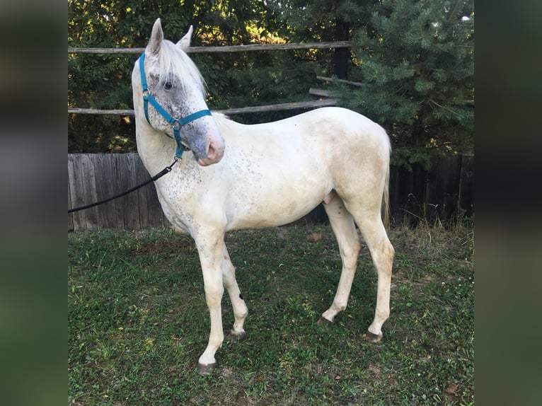 Appaloosa Stallion 1 year 14,1 hh in Brno