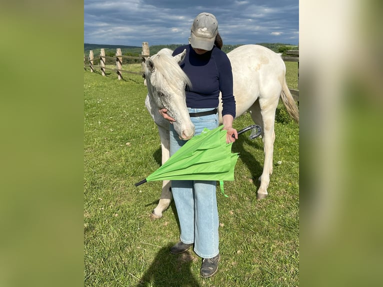 Appaloosa Stallion 1 year 14,1 hh in Brno