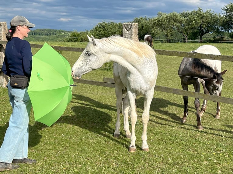 Appaloosa Stallion 1 year 14,1 hh in Brno