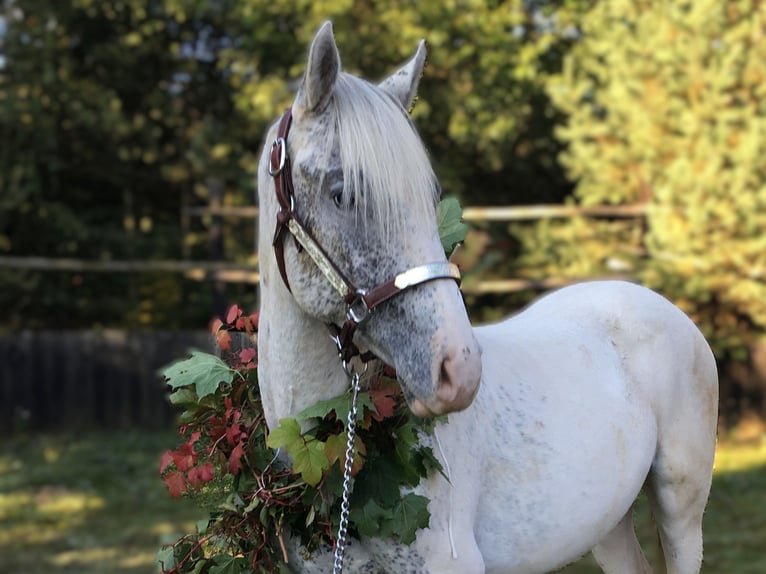 Appaloosa Stallion 1 year 14,1 hh in Brno