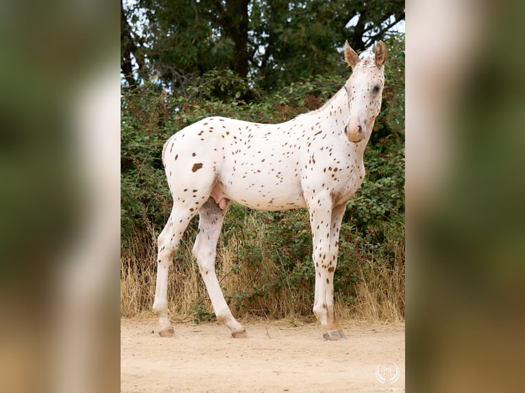 Appaloosa Stallion 1 year 14,2 hh in Navalperal De Pinares