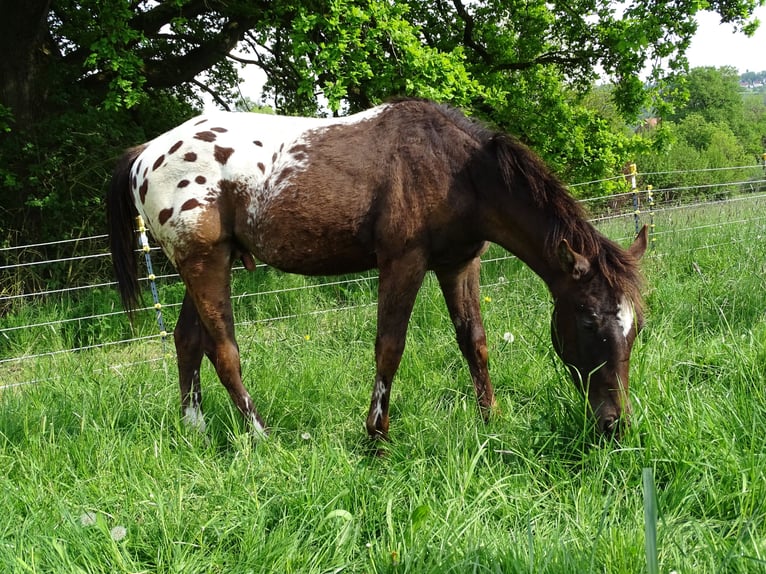 Appaloosa Stallion 1 year 15.1 hh Bay-Dark in Warstein
