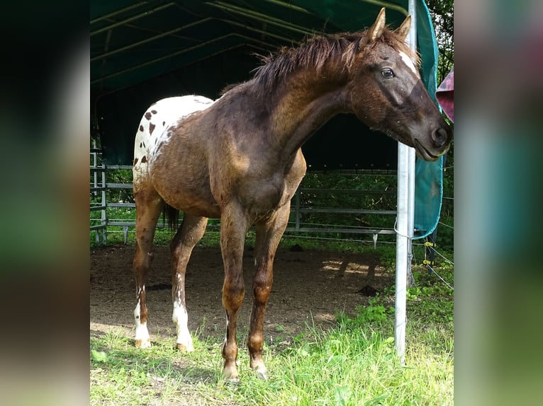 Appaloosa Stallion 1 year 15.1 hh Bay-Dark in Warstein