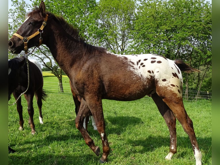 Appaloosa Stallion 1 year 15.1 hh Bay-Dark in Warstein