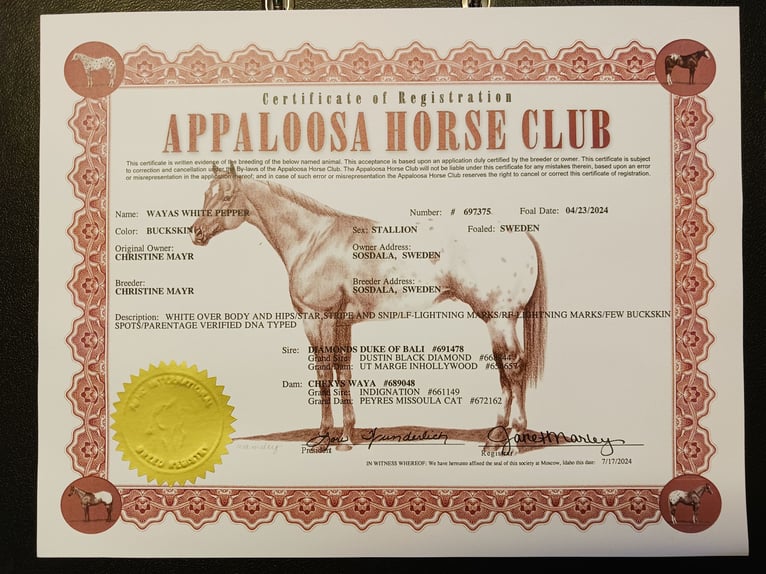 Appaloosa Stallion 1 year 15,1 hh Buckskin in Sösdala