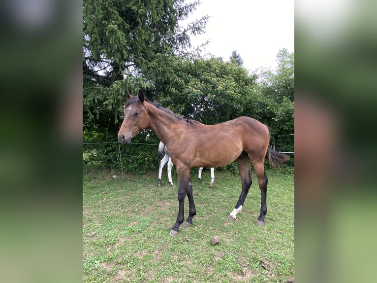 Appaloosa Stallion 1 year 15.1 hh Buckskin in Pappenheim