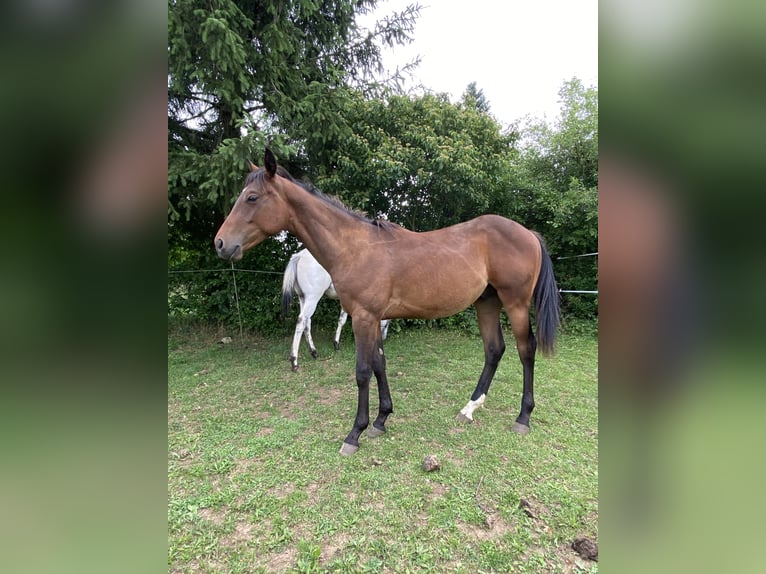 Appaloosa Stallion 1 year 15.1 hh Buckskin in Pappenheim